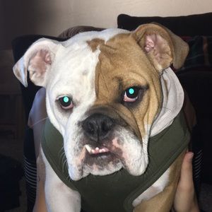 Meet your Posher, Bella